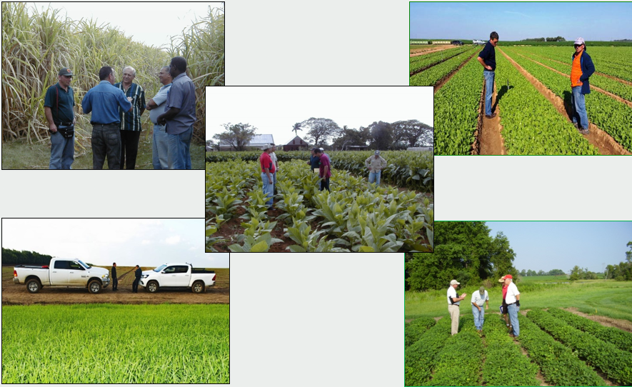 Campo y cultivos